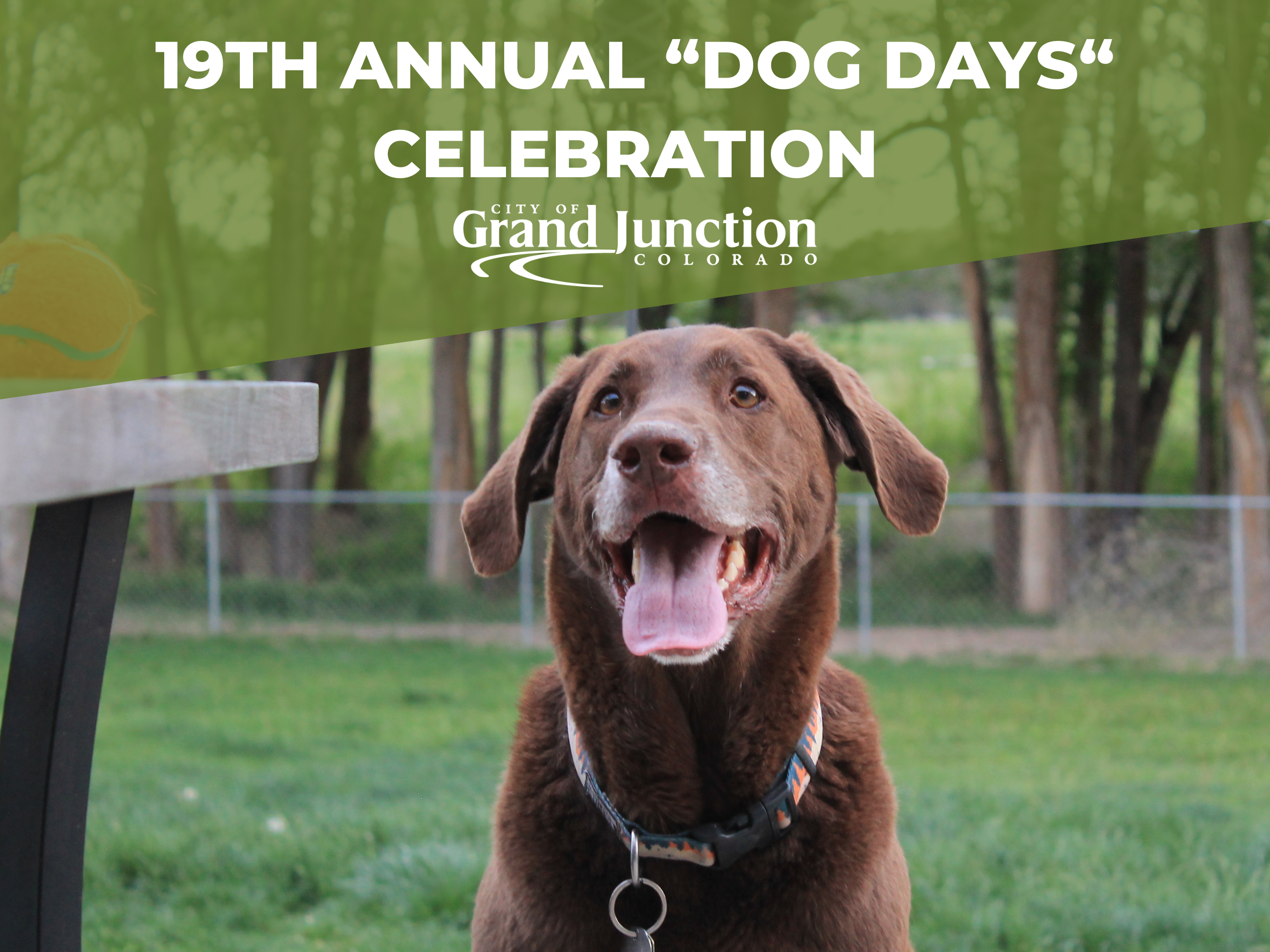 Brown dog outside with trees in the background. Text on graphic. 