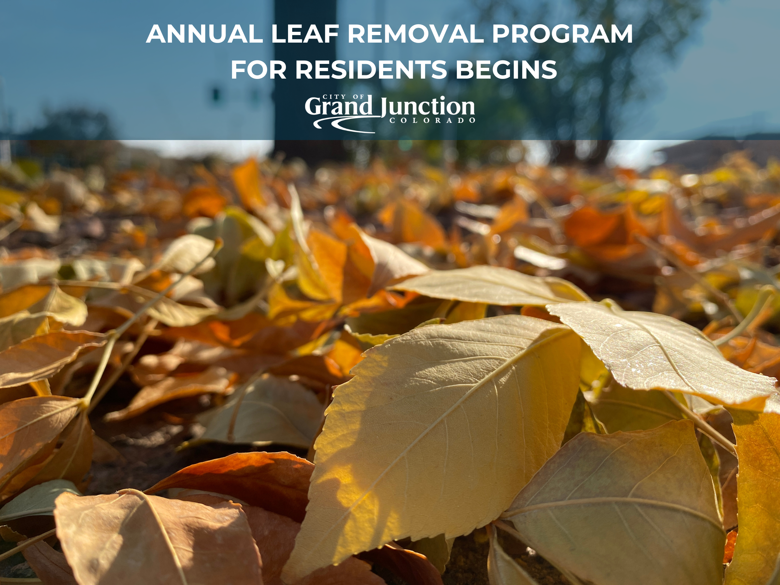 Close up photo of leaves on the street with a tree in the background. Text on graphic. 