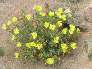 Calylophus Hartwegii Fendleri 2