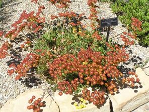 Eriogonum Umbellatum 2