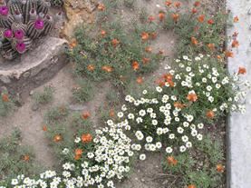 Melampodium Leucanthum