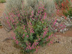 Penstemon Pseudospectabilis