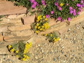 Zinnia Grandiflora 2