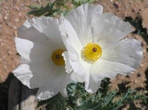 Argemone Polyanthemos 2