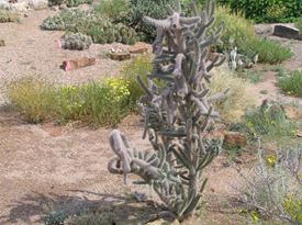 Cylindropuntia Spinosior