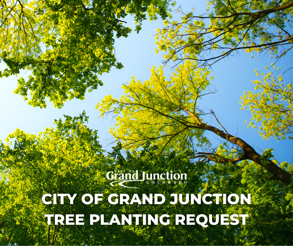 First person perspective looking at the sky between the trees