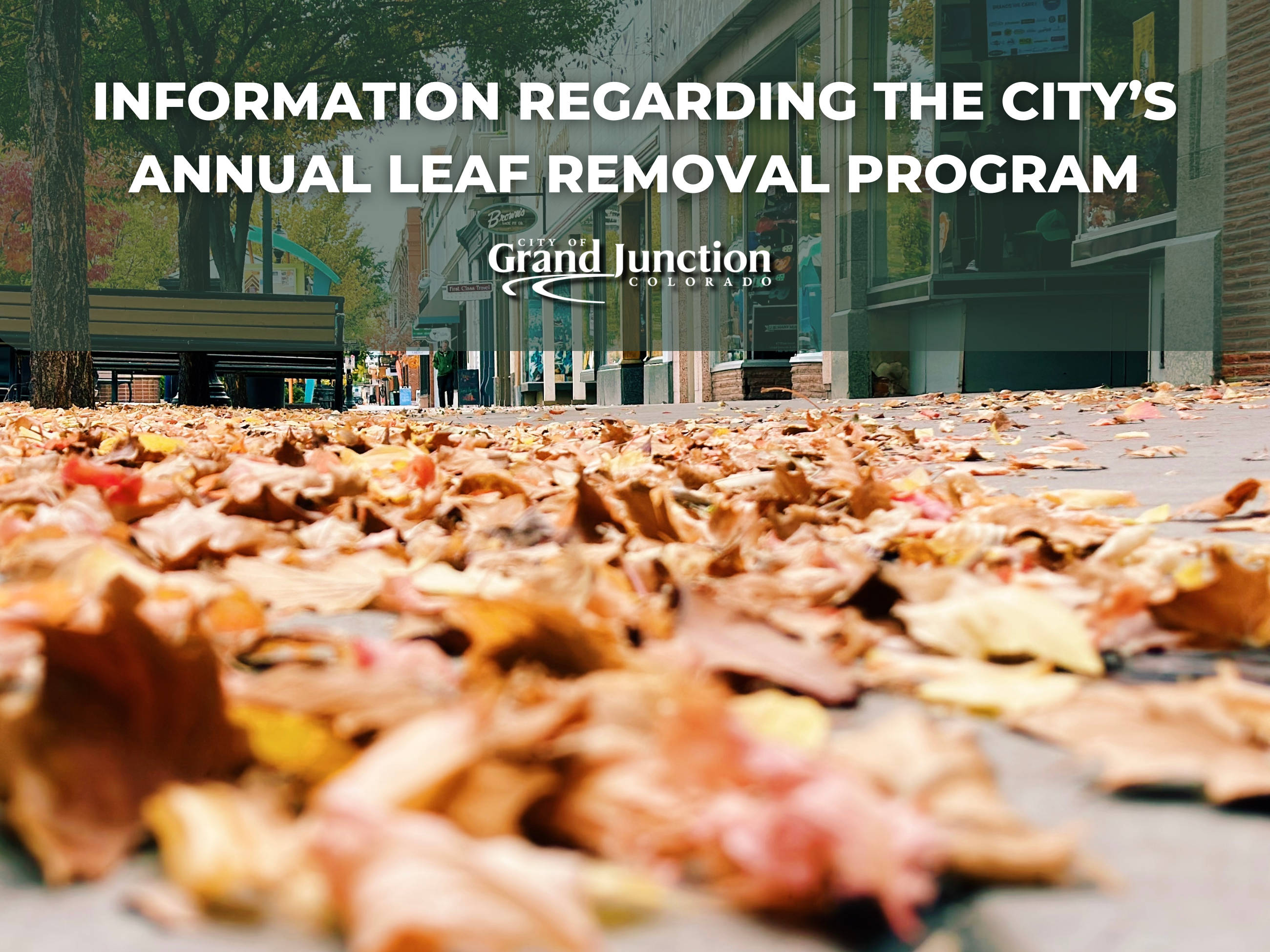 Leaf Removal Program