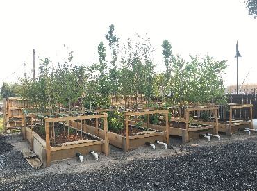 Aquaponics bed with trees growing