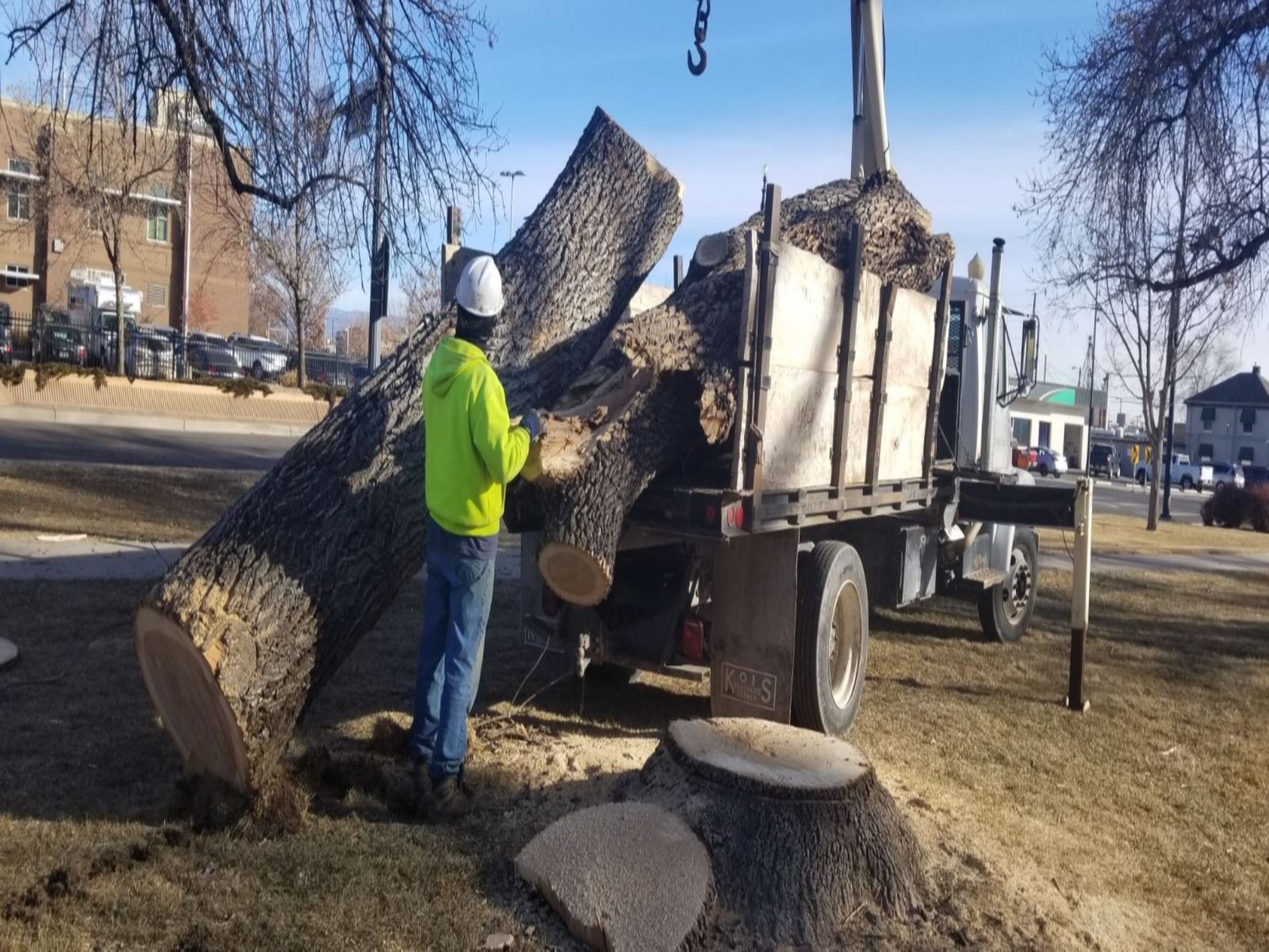 Tree removal