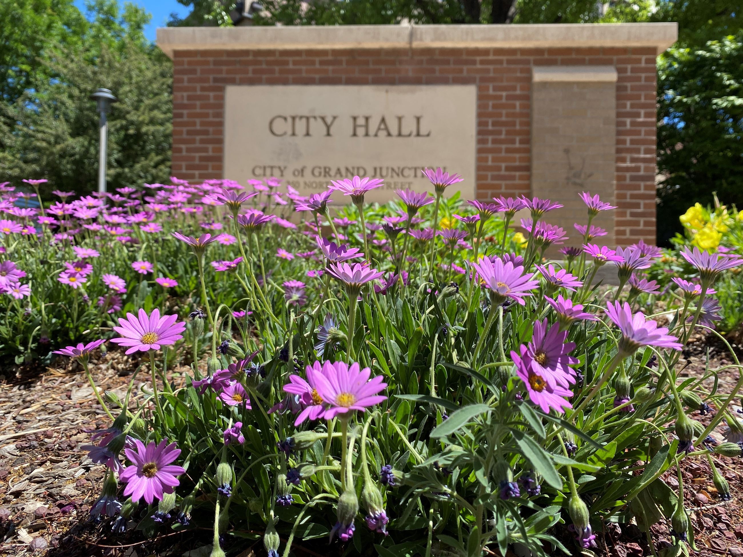 Flowers in the foreground of City Hall sign