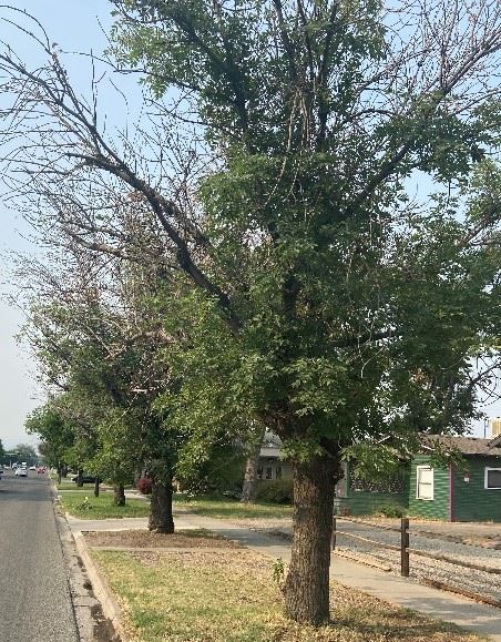 Declining ash trees on S 7th St