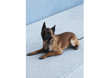 GJPD K9 Vamos lays on the ground during training