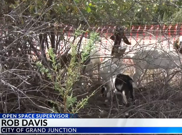 a group of goats grazing on some shrubs