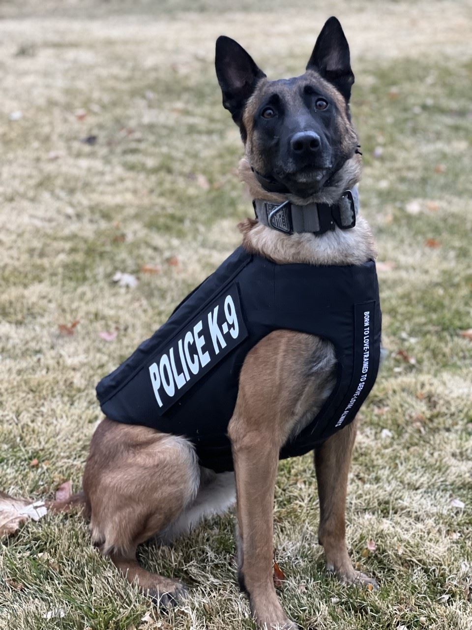 GJPD K9 Vamos in black vest