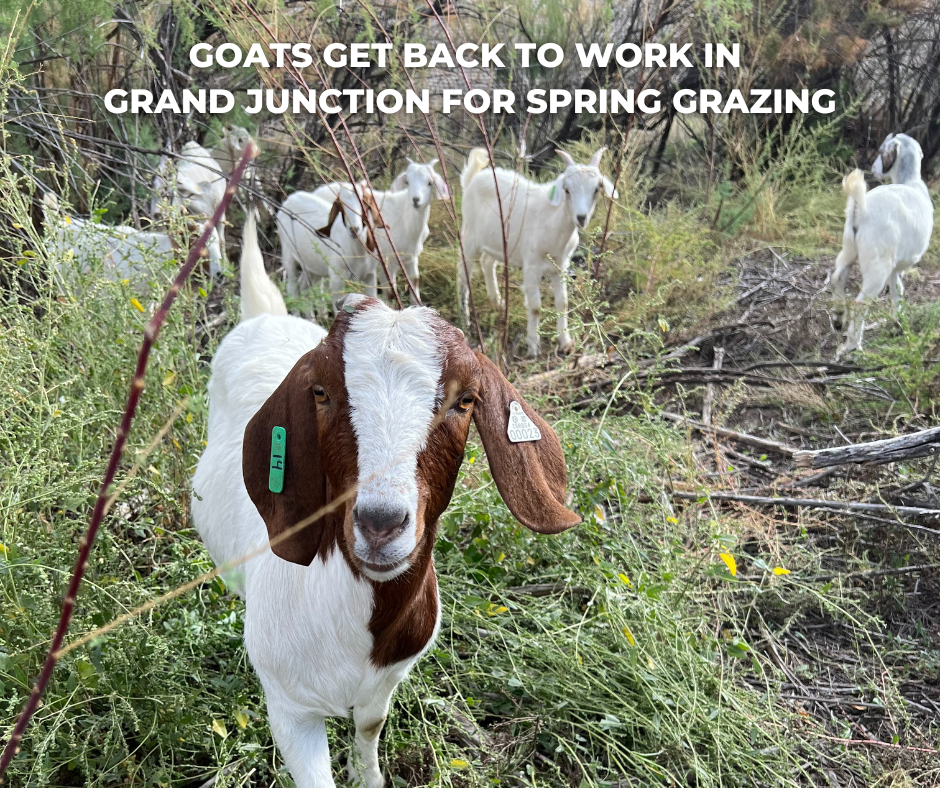 Goats Grazing
