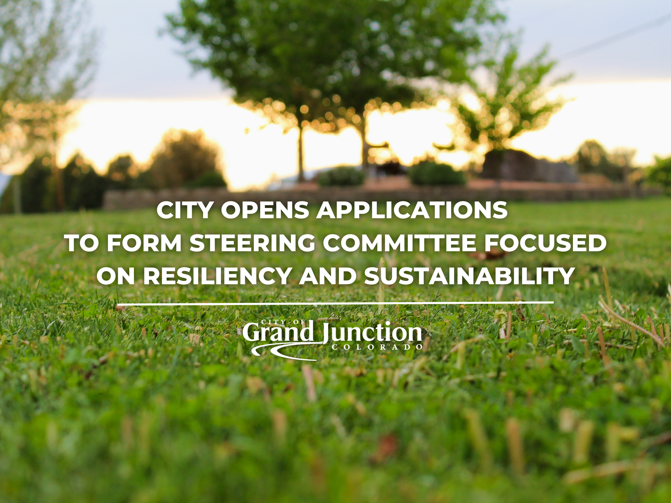 Tree background with text City opens applications to form steering committee focused on resiliency 
