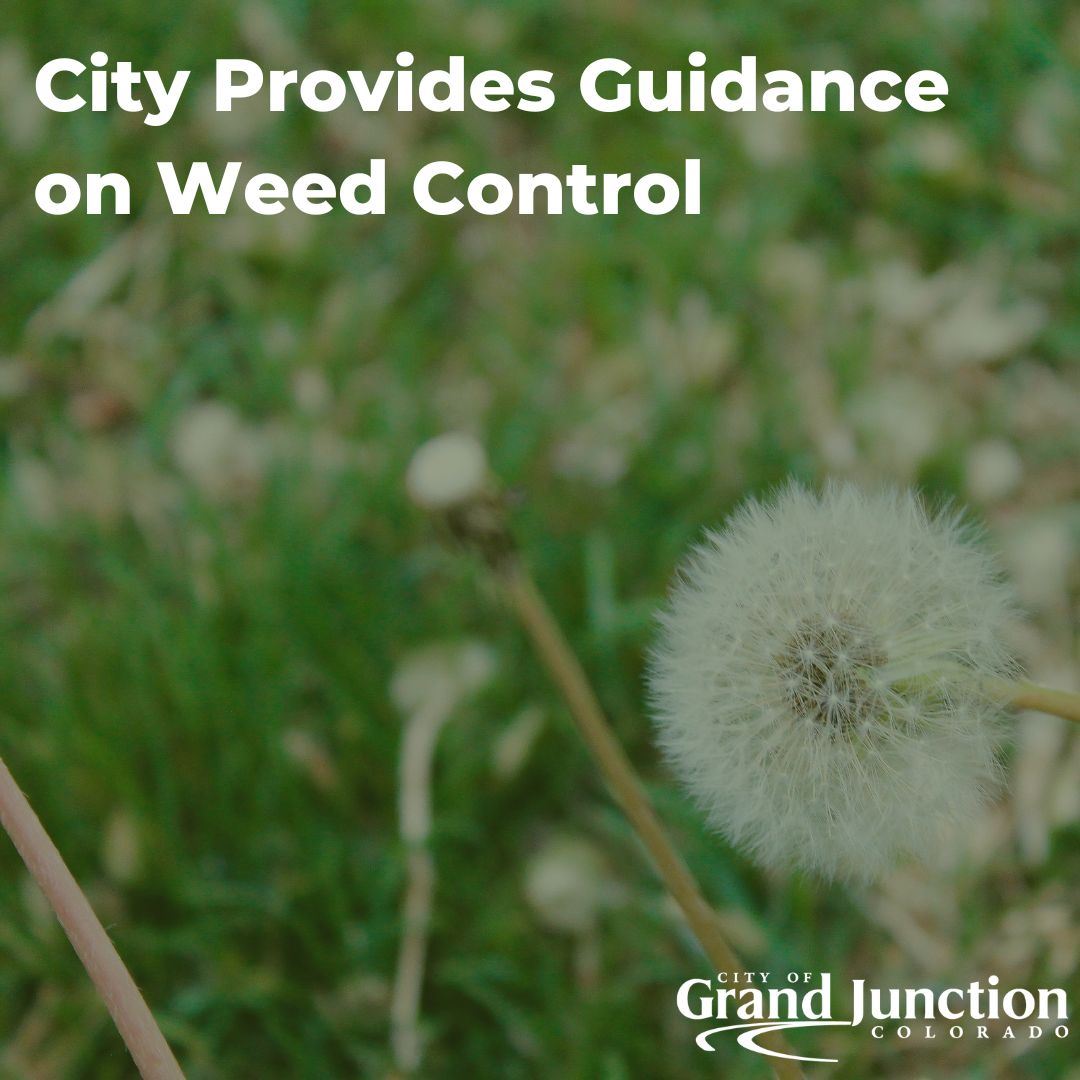 Dandelion plant in green grass field 