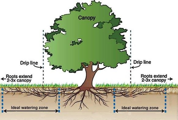 Tree watering diagram