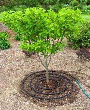 Picture of a tree with a drip line around the base