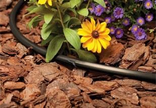 Picture of a flower and drip line